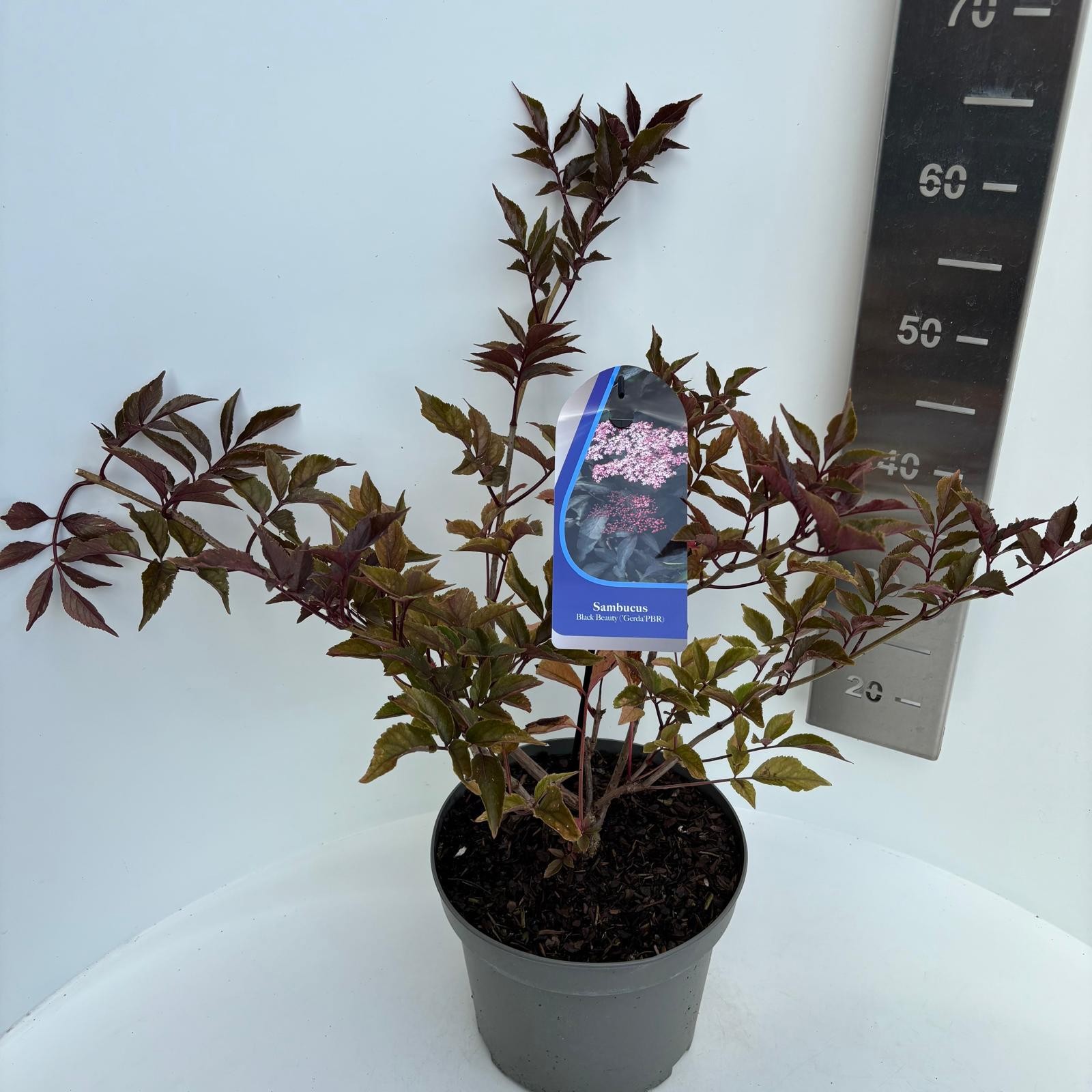 Sambucus nigra Black Beauty ('Gerda')
