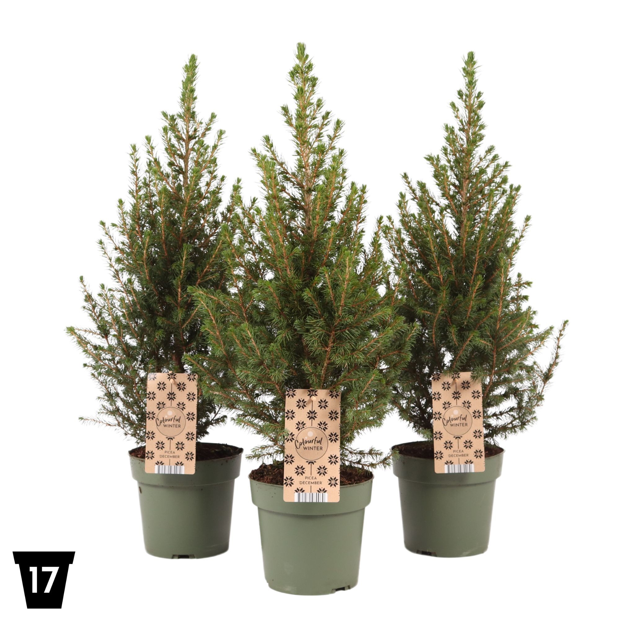 Picture of Picea glauca December P17 (2 Ltr) (LOOSE)