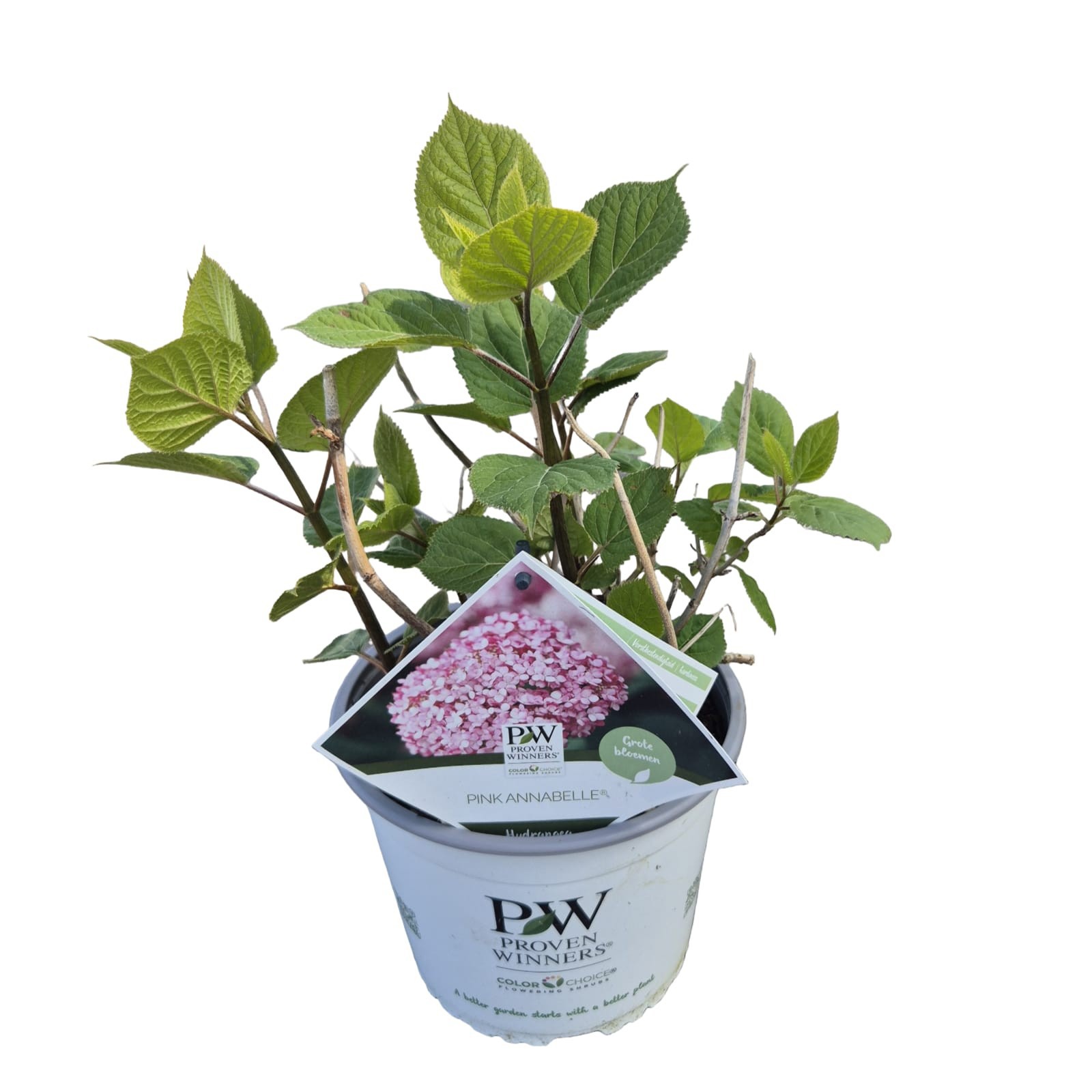 Hydrangea arb. Pink Annabelle® ('NCHA2'*) PW