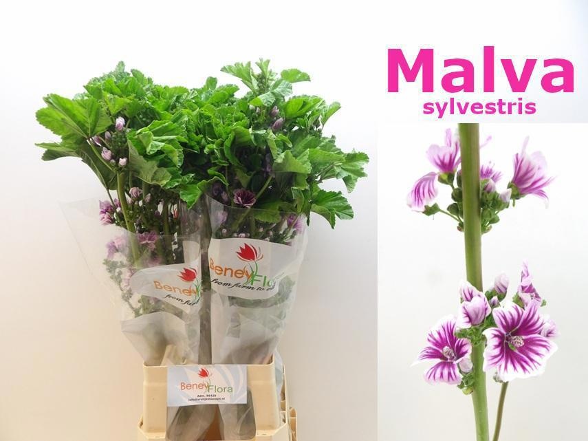 Asst Cutflowers 80cm