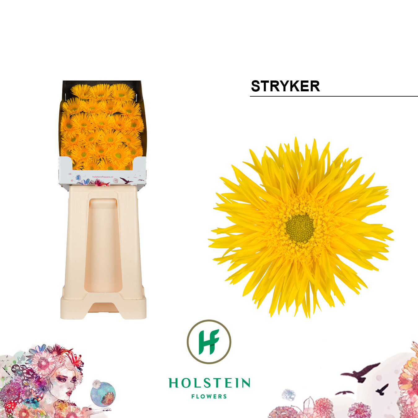 Ge Mi Stryker