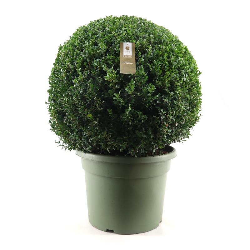 Picture of Buxus semp. Ball Ø70cm P45