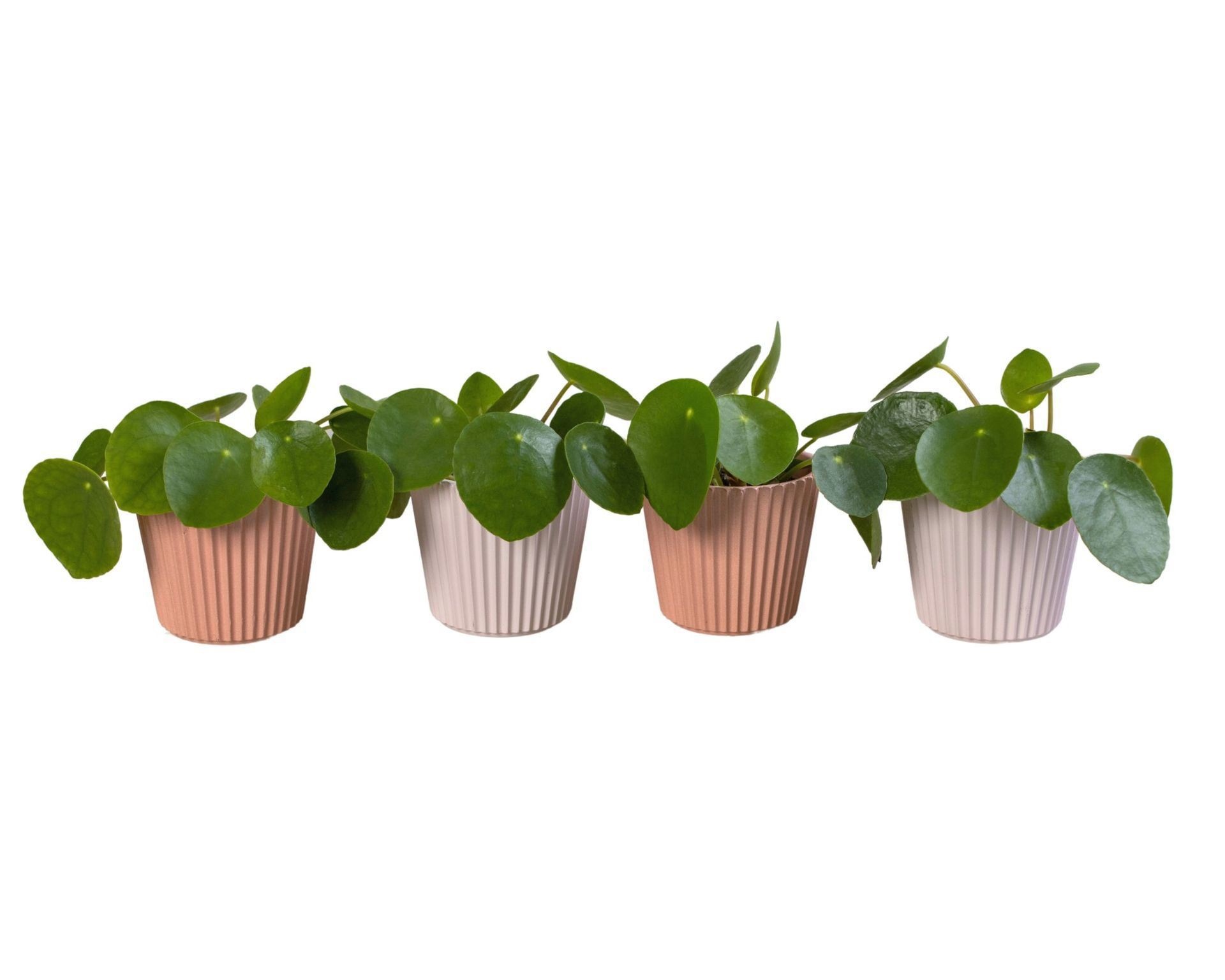 Pilea L 65930 with Pilea Peperomioides