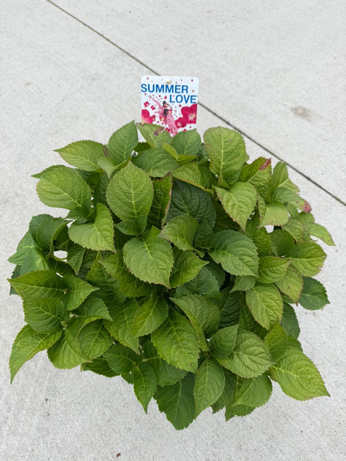 Hydrangea macrophylla Endless Summer Summer Love Red