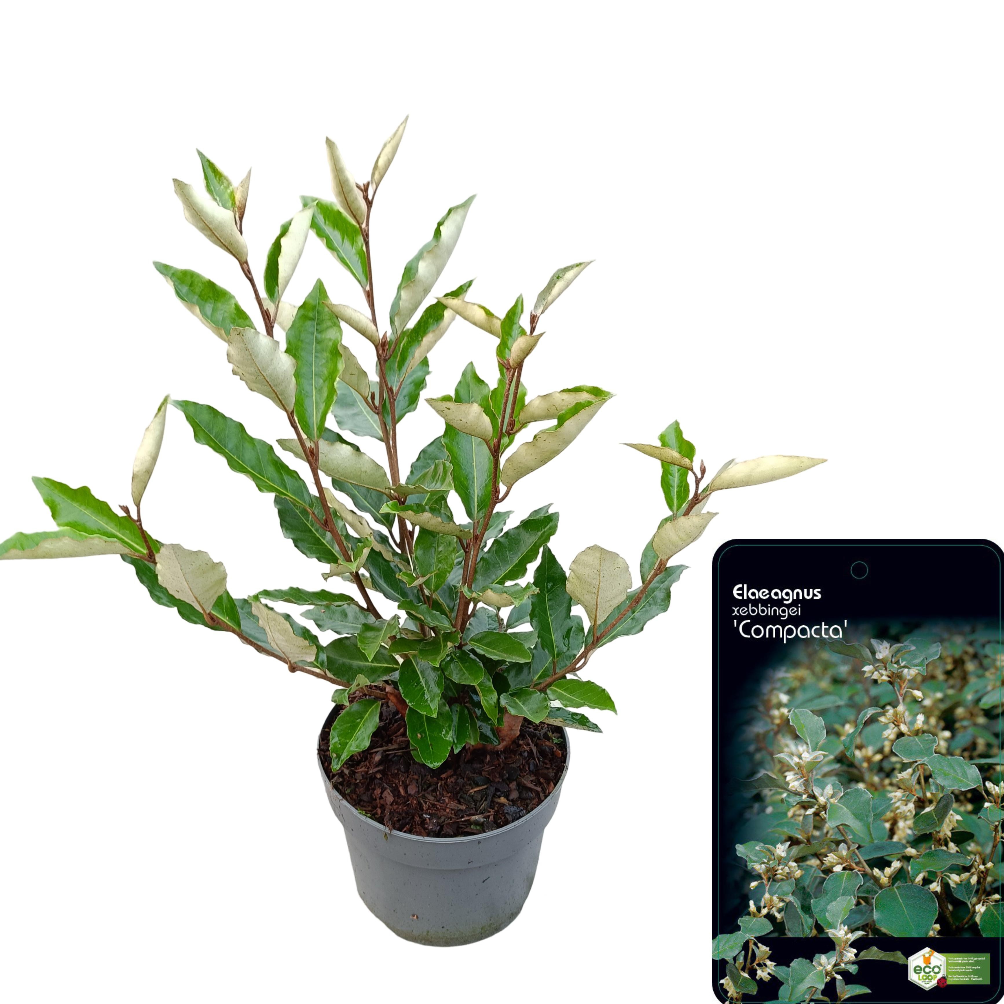 Picture of Elaeagnus ebbingei 'Compacta' C2