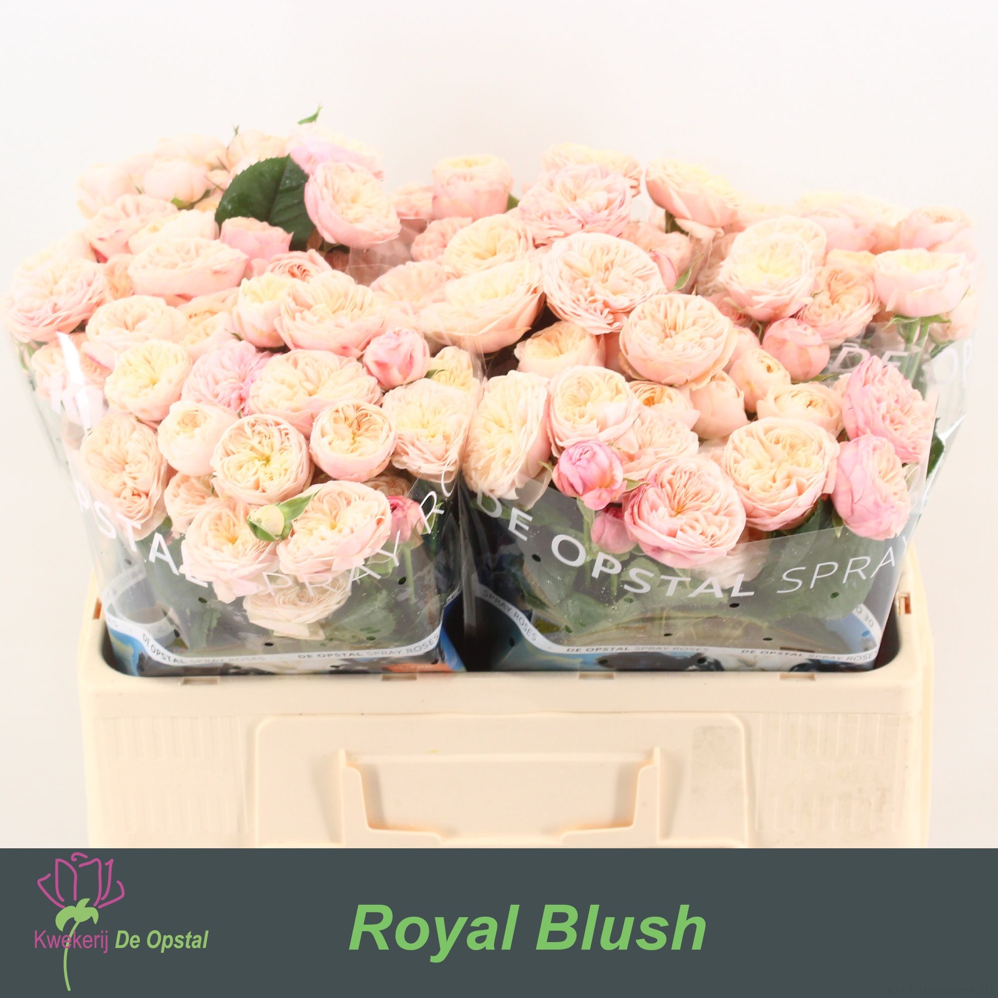 R Tr Royal Blush
