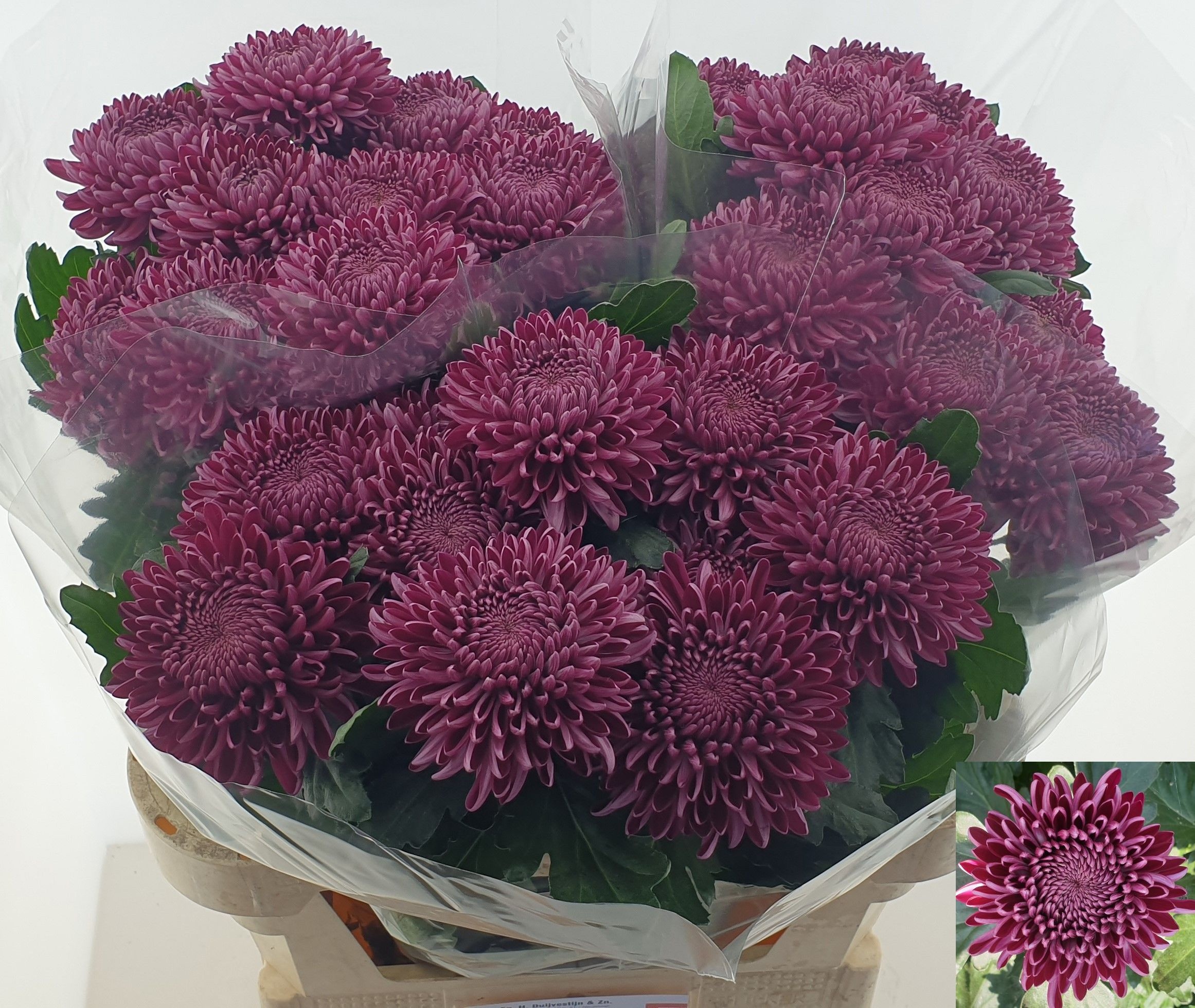 Chrys Single Bigoudi Purple 70cm 105gram