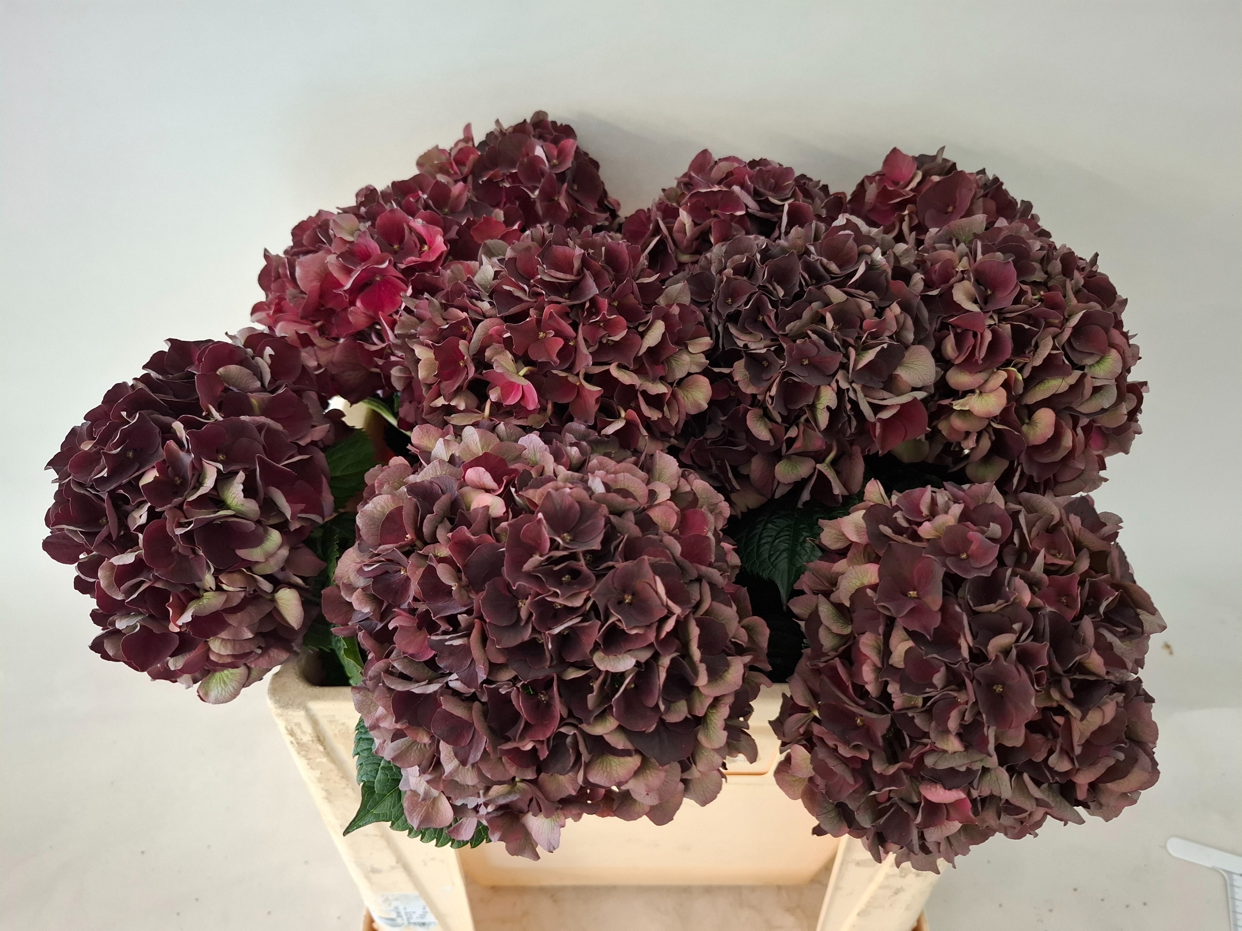 Hydrangea Dark Ruby Classic 50cm 18Ø