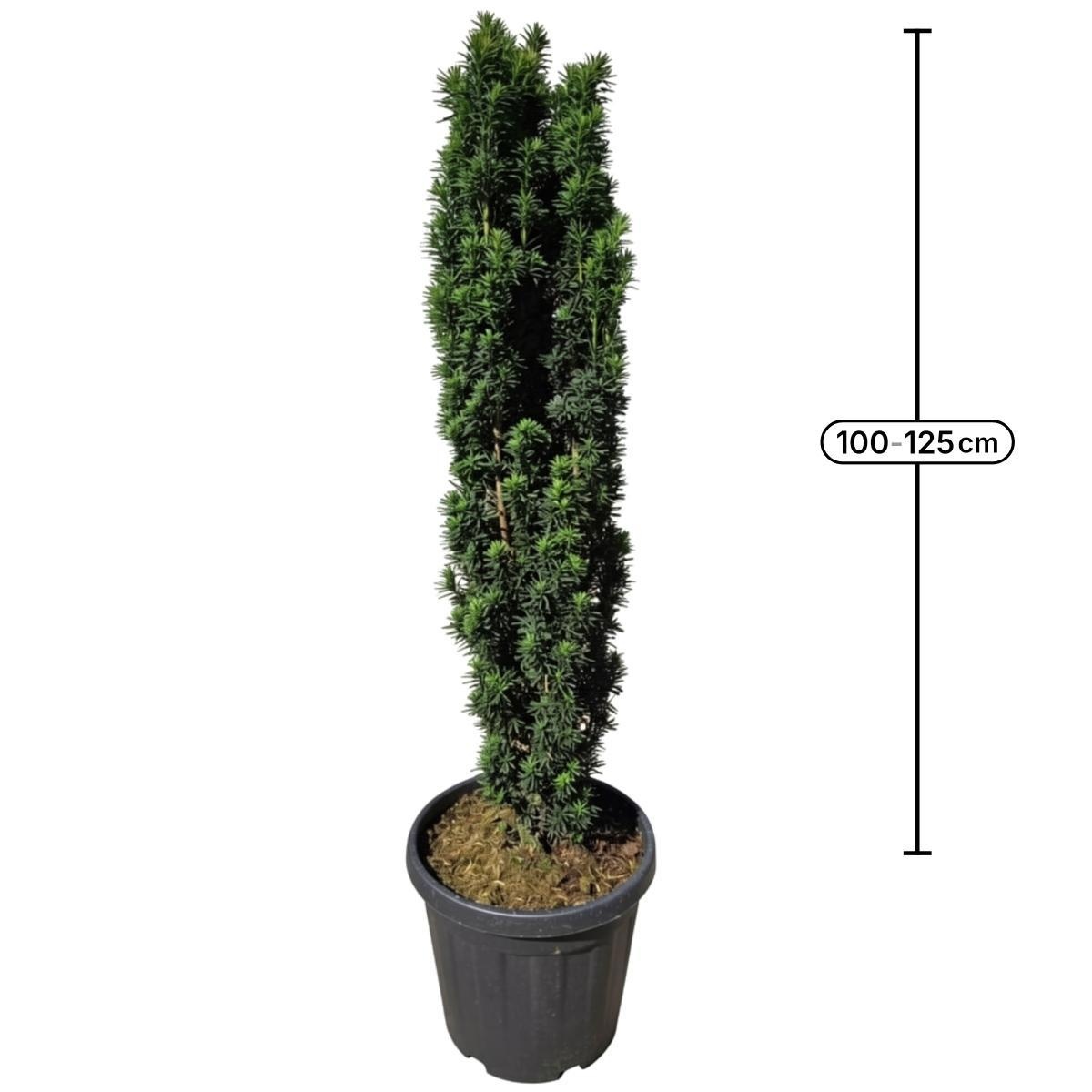 Taxus B Fastigiata