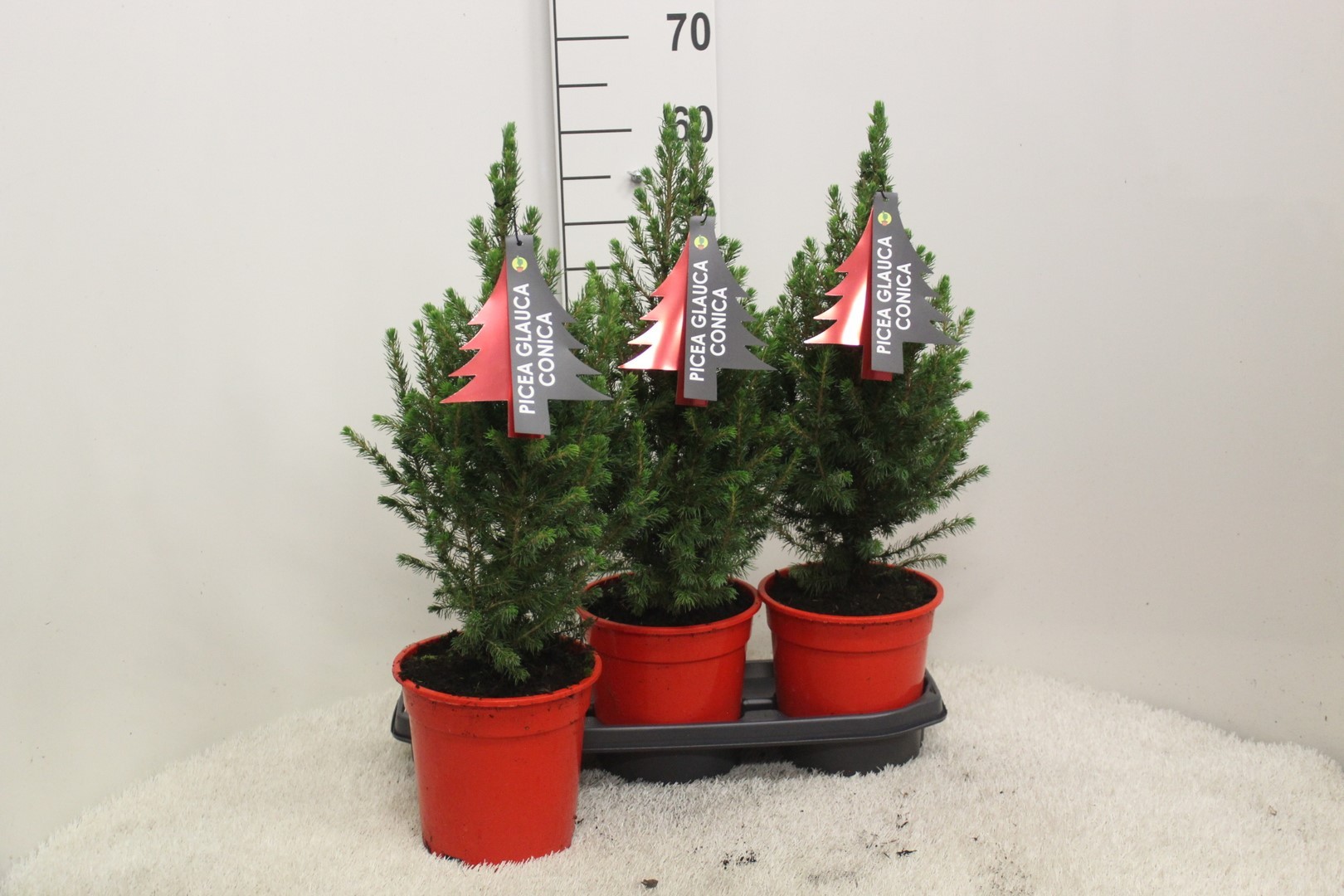 Picture of Picea glauca Conica P19 (3 Ltr) 60/CM-INCL-POT/POTGROWN/RED (LOOSE)