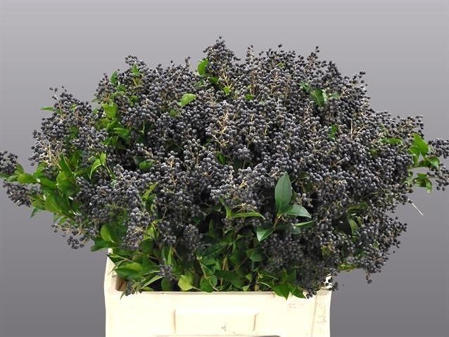 whipple way philodendron Philodendron Whipple Way  Ecuagenera Orqudeas del Ecuador
