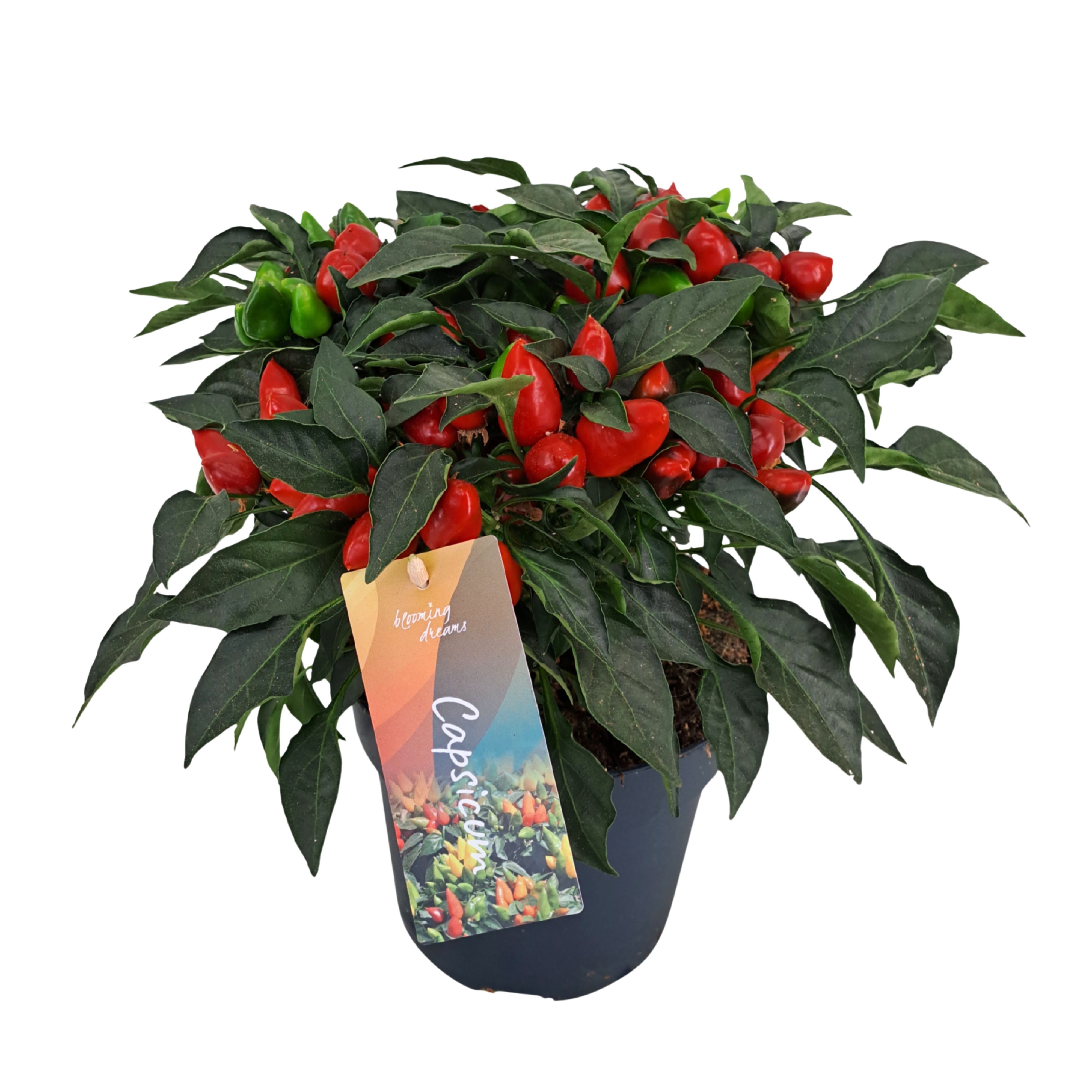 Capsicum annuum 'Mambo Red'