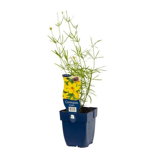 Coreopsis verticillata