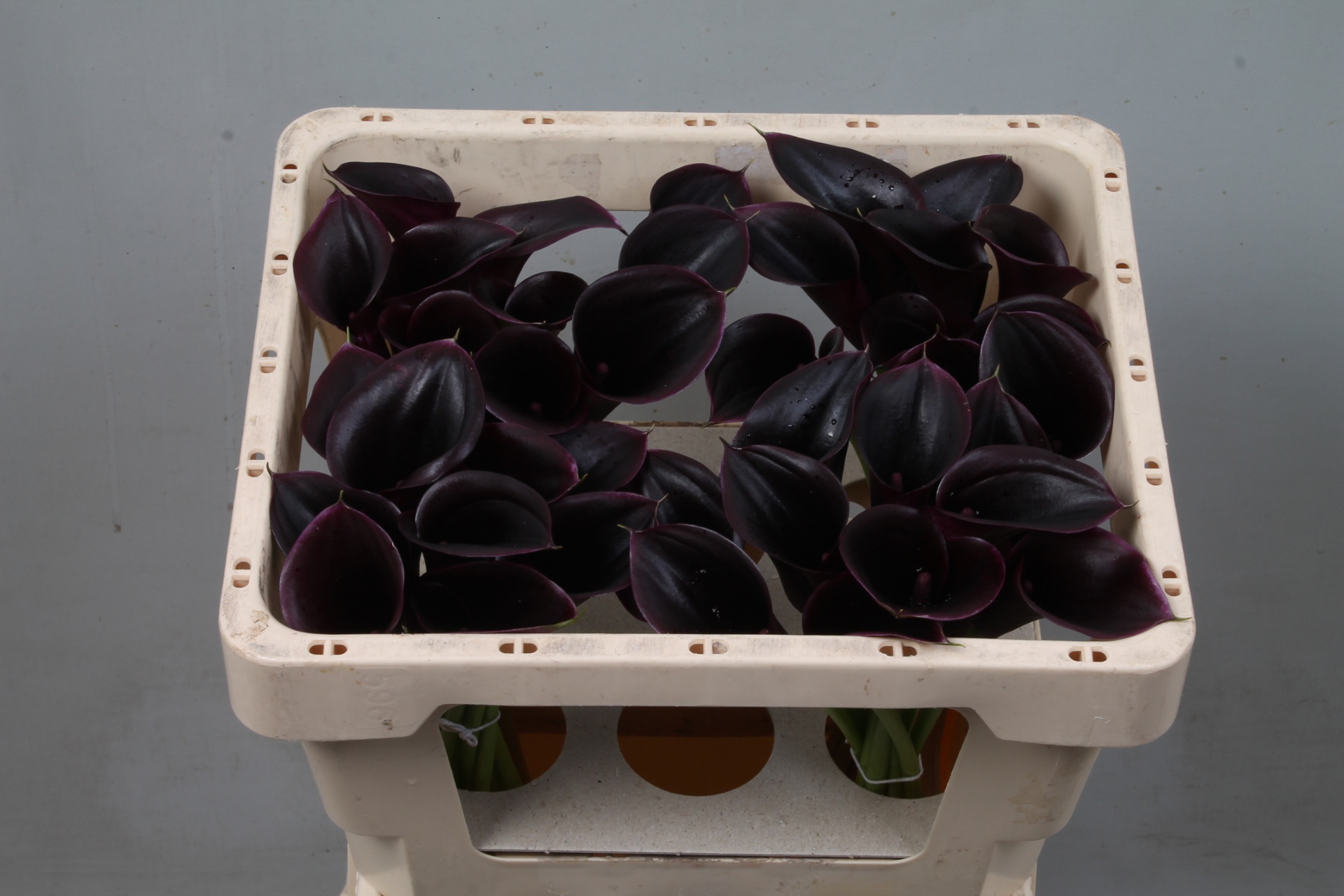 Calla Cantor 45cm