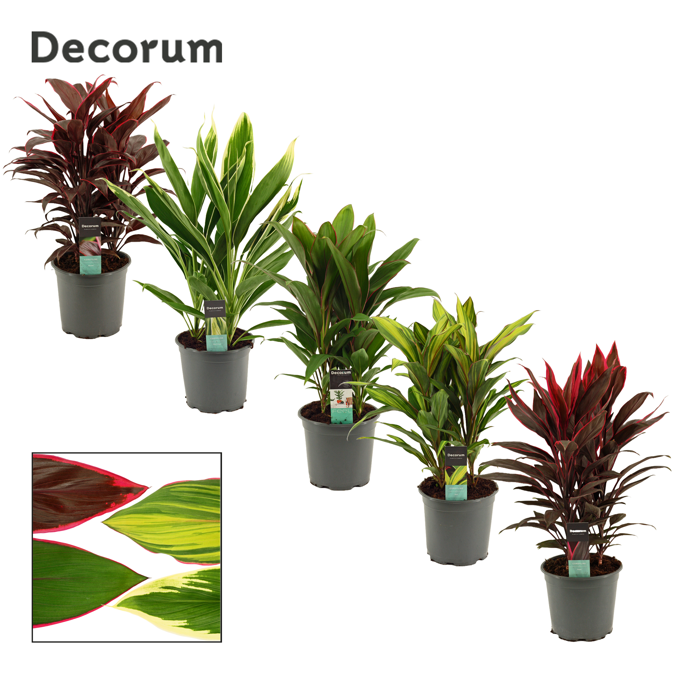 Picture of Cordyline in varieties Decorum P19 55CM