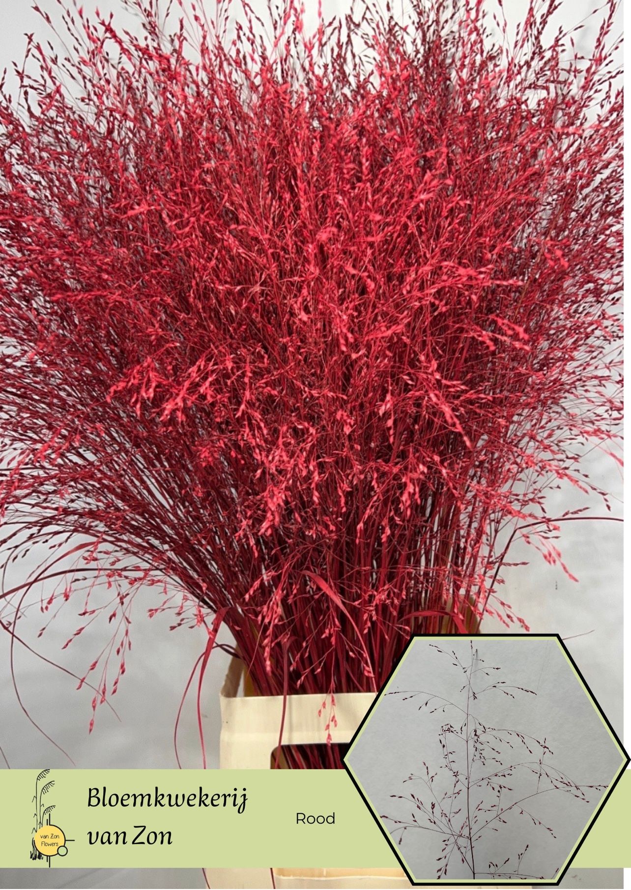 Ornamental Grass Painted (PANICUM)