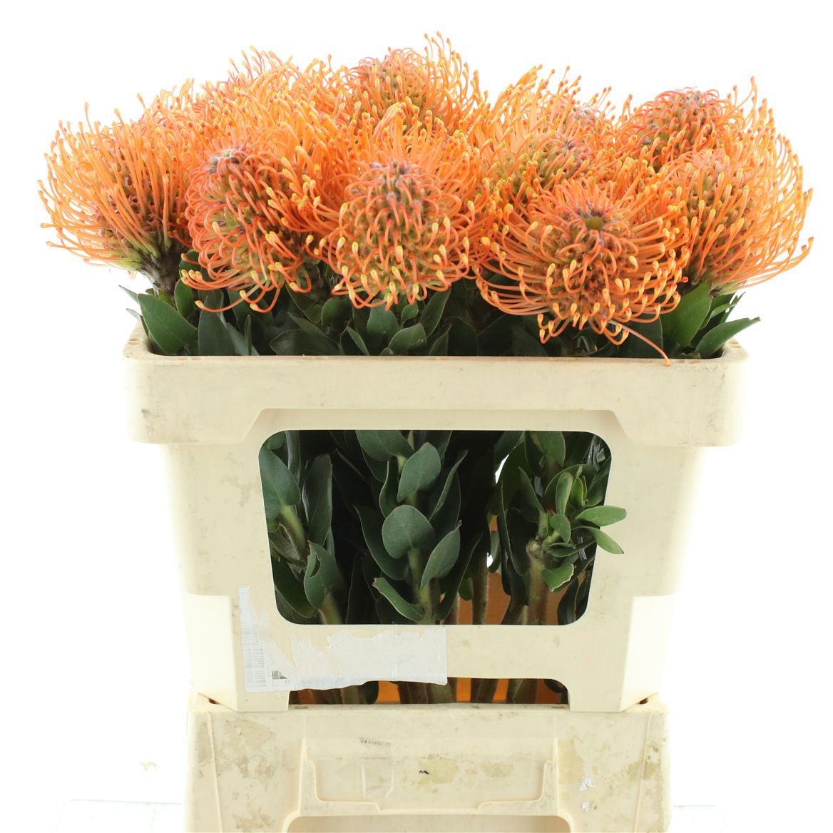Leuco Ayoba Man Zest 60cm