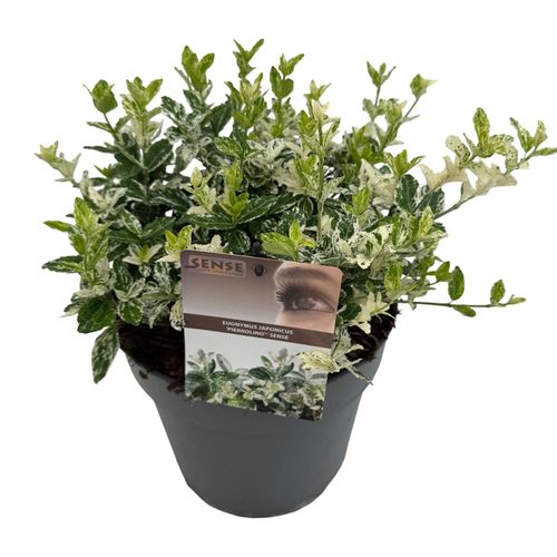 Euonymus jap. 'Harlequin' sense p23 Asra