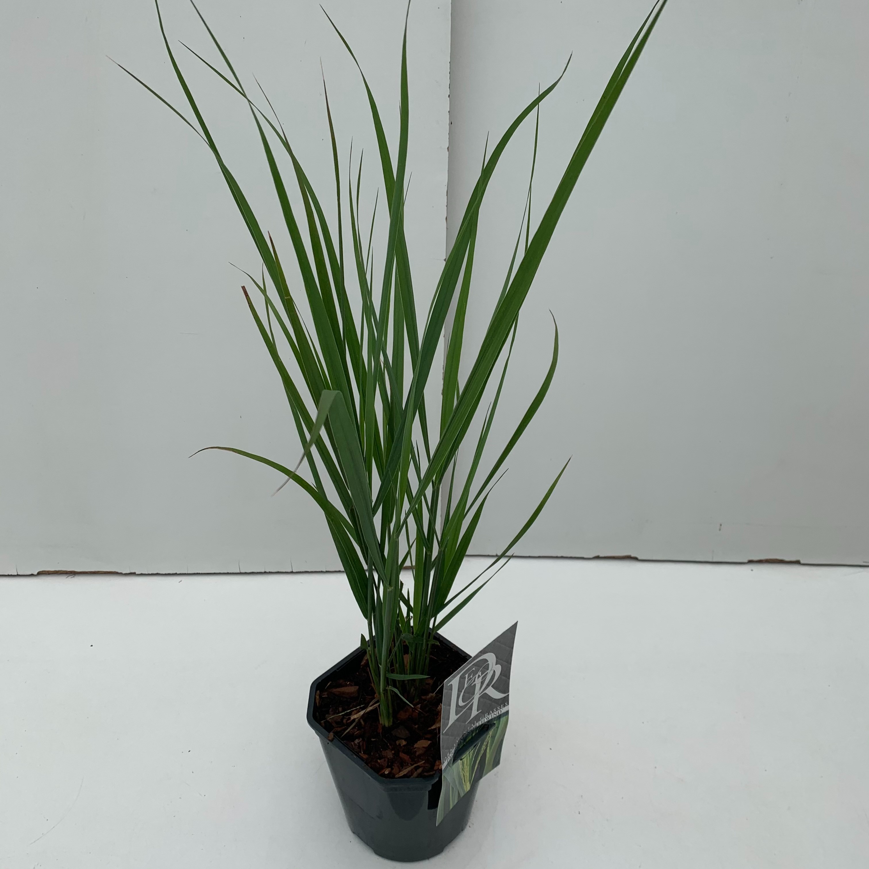 Picture of Panicum Northwind P17 (2 Ltr) Square