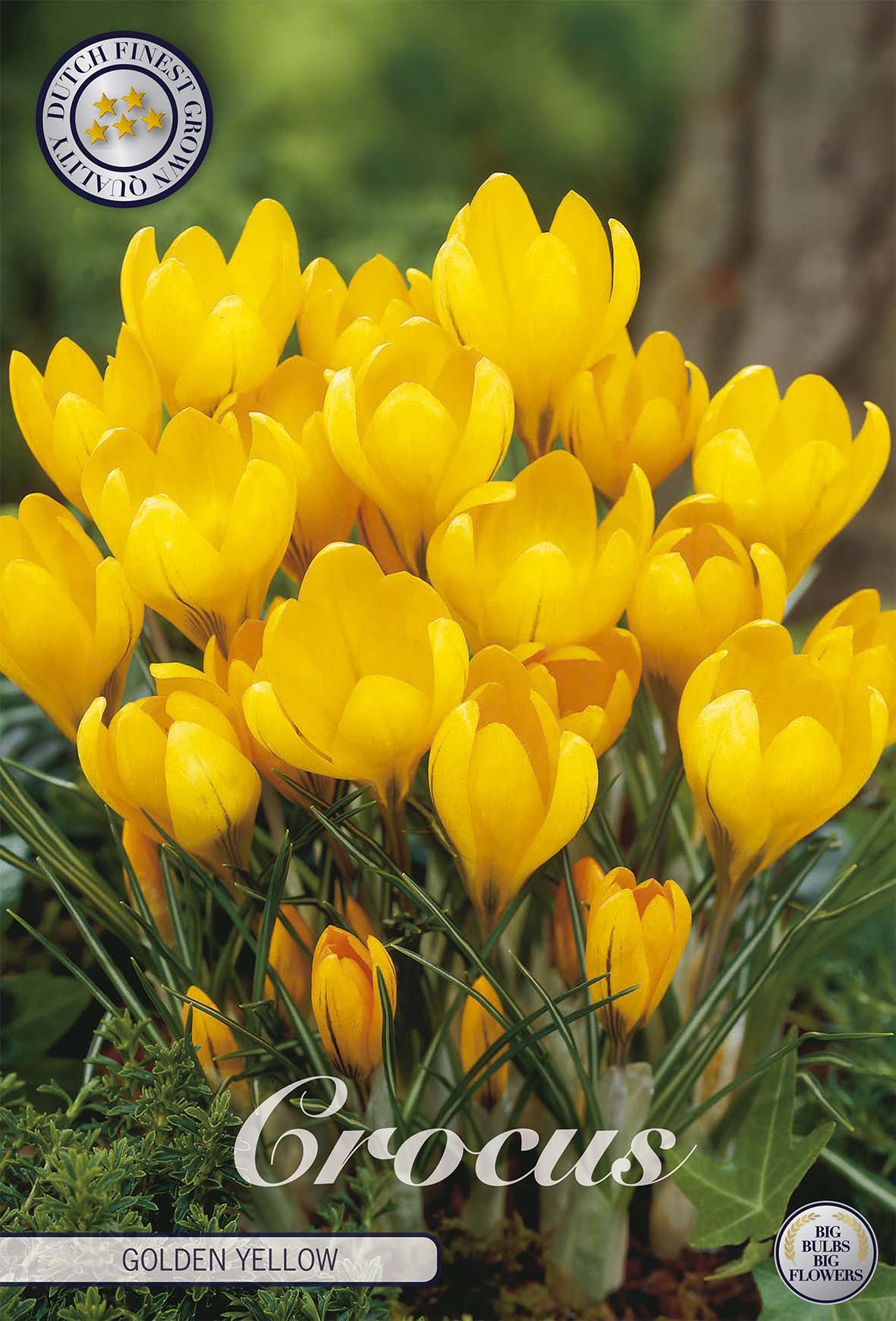 Crocus vernus 'Golden Yellow'