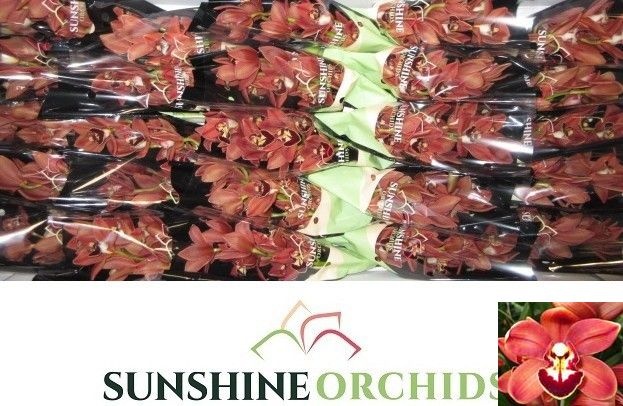 Cymbidium Mini Brownie 30cm