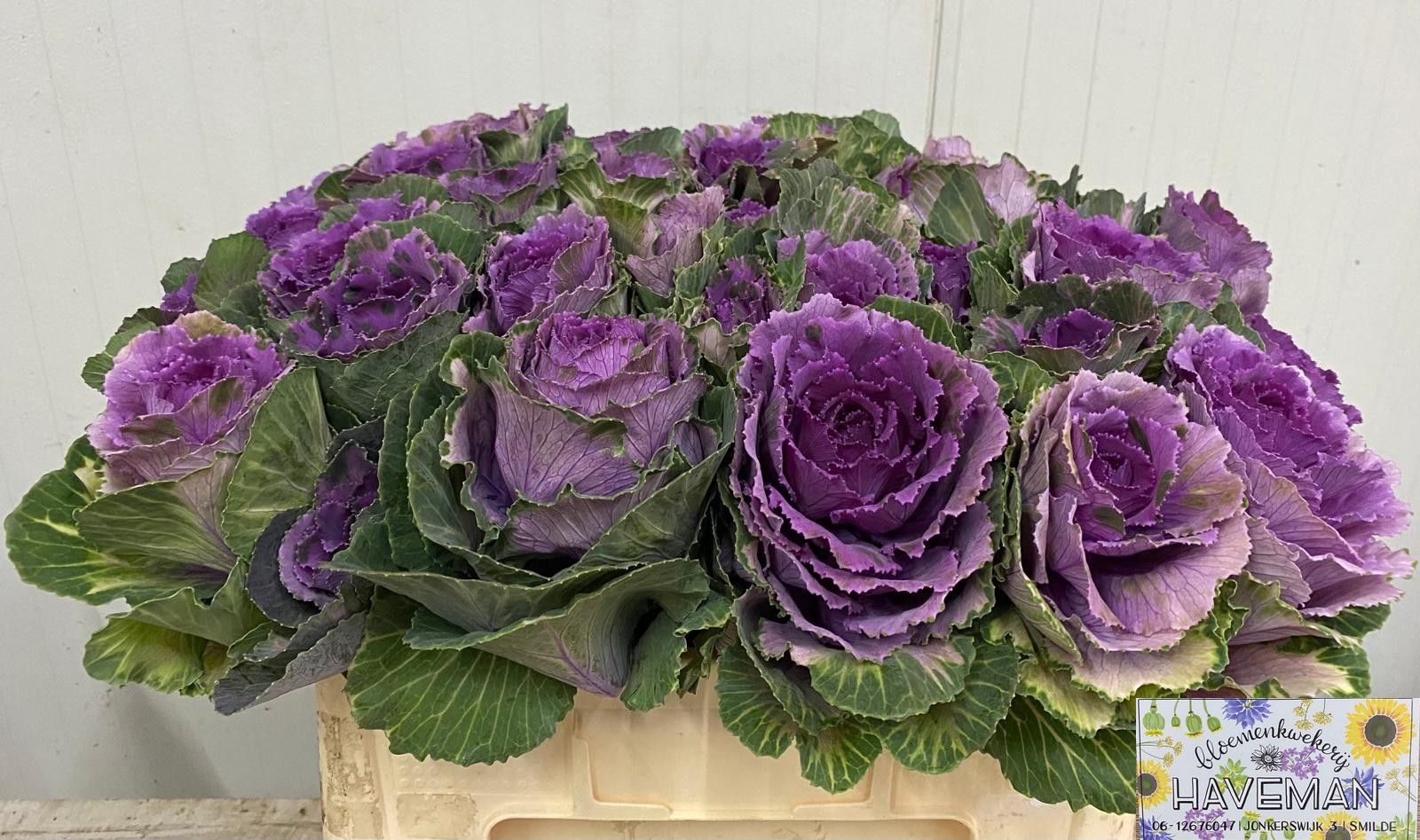 Brassica Red Crane 50cm