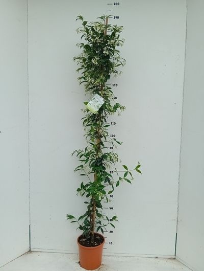 Trachelospermum jasminoides