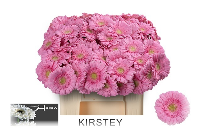 Germini Kirstey 50cm 7Ø