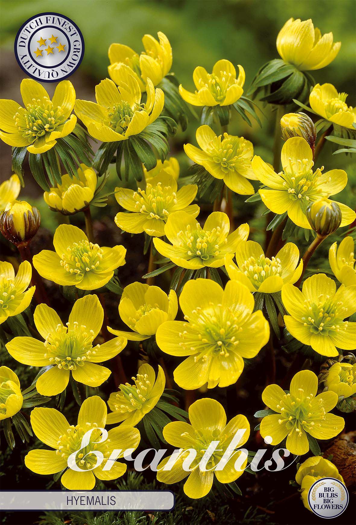 Eranthis hyemalis