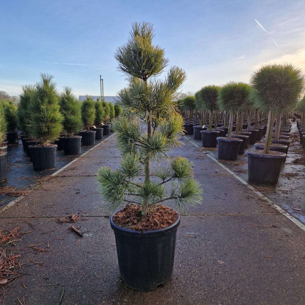 Picture of Pinus koraiensis Silveray C18 60/70 (LOOSE)