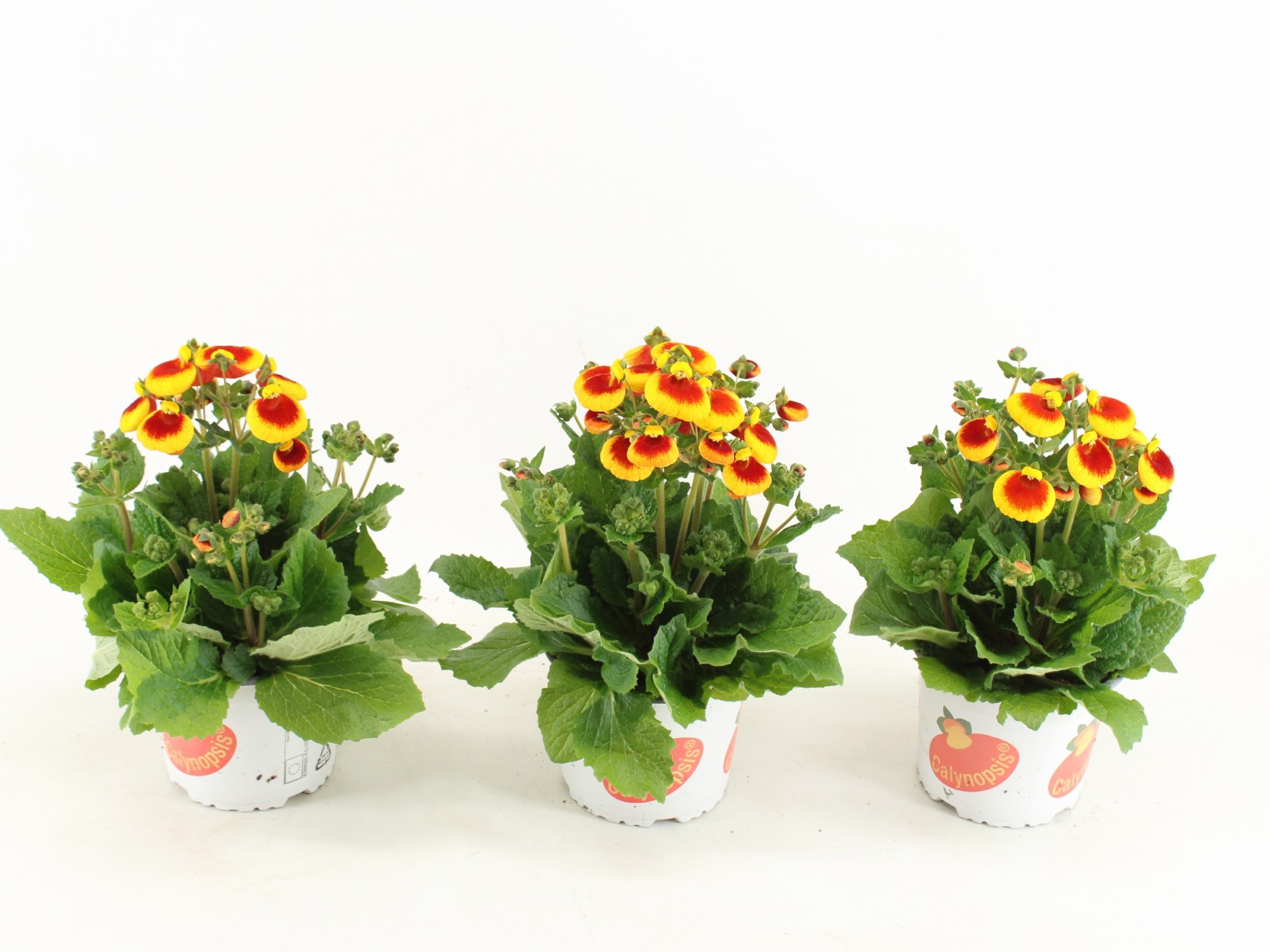 Calceolaria Calynopsis Red-Yellow
