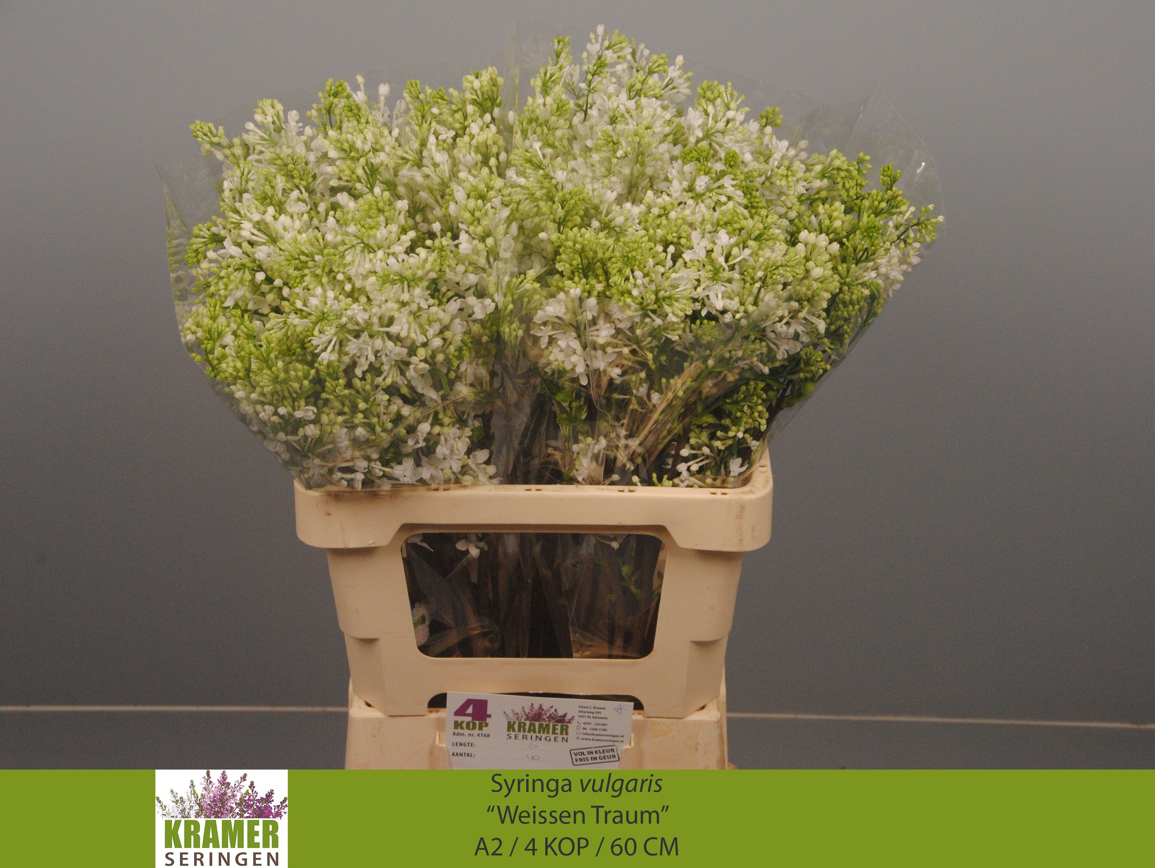 Syringa Engler Weiss 60cm 4