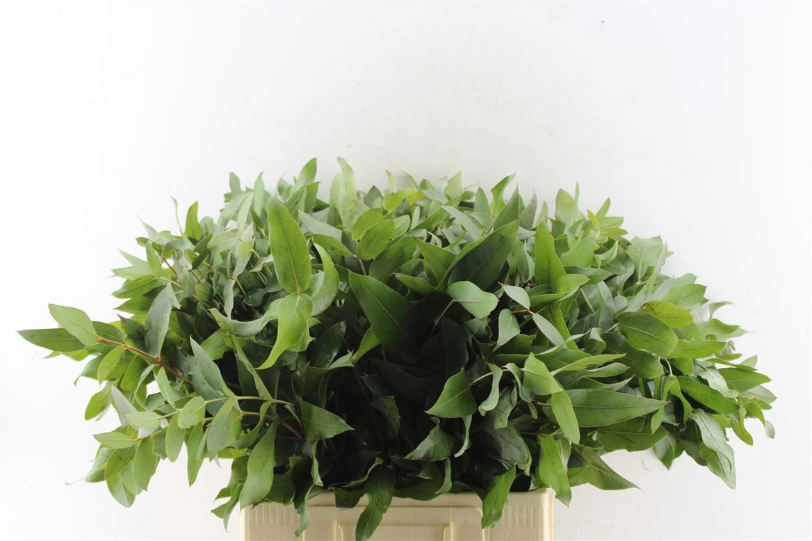Euca Robusta Juv 55L.cm