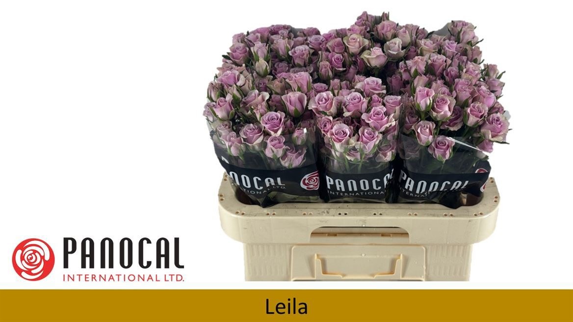 R Tr Leila