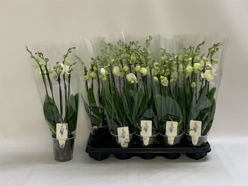 Phalaenopsis White 2 Stem 12Ø 55cm