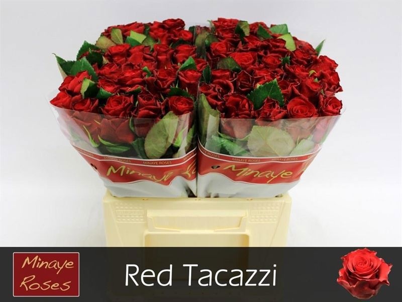 R Gr Red Tacazzi+