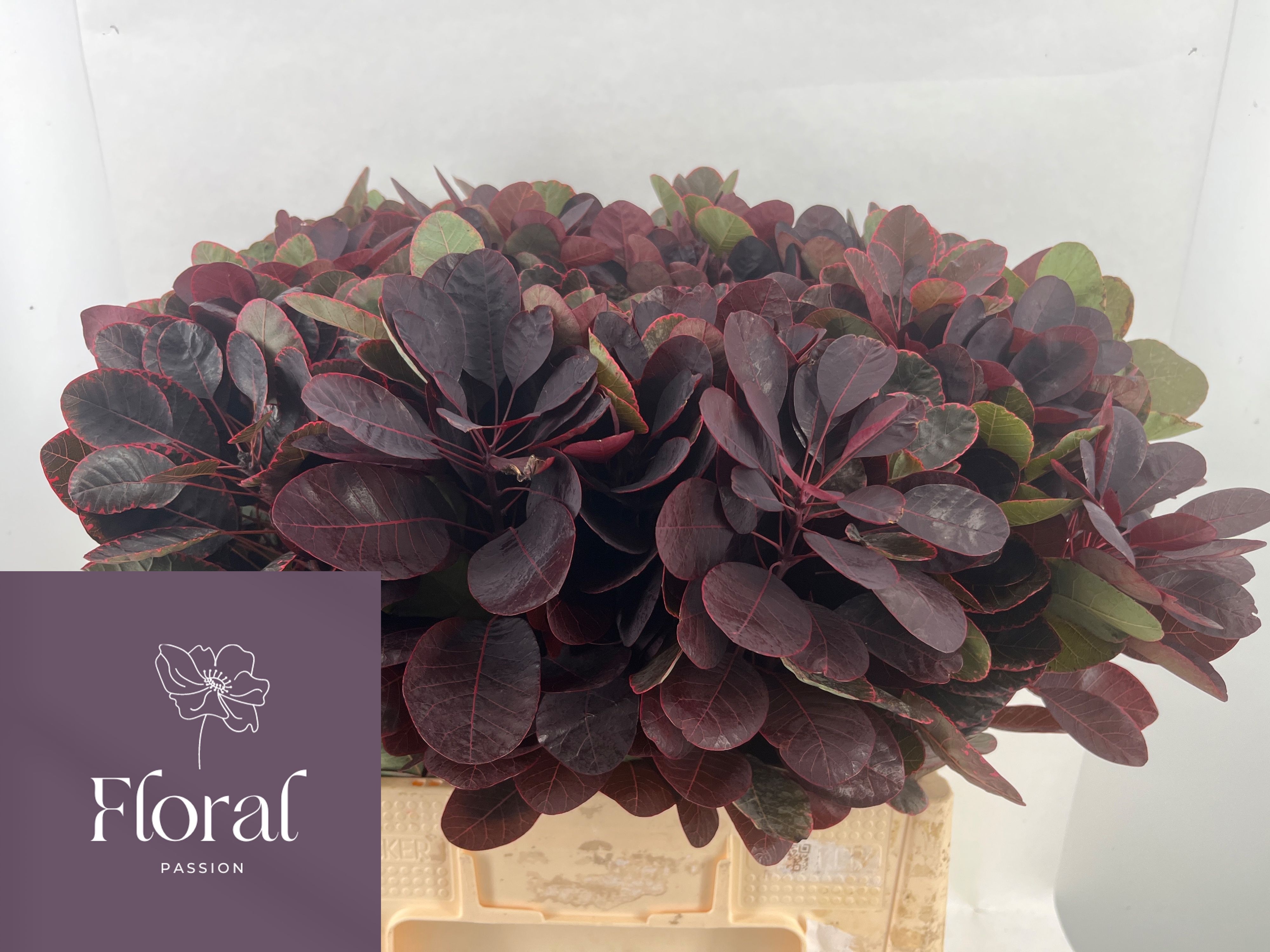 Cotinus Royal Purple 60cm