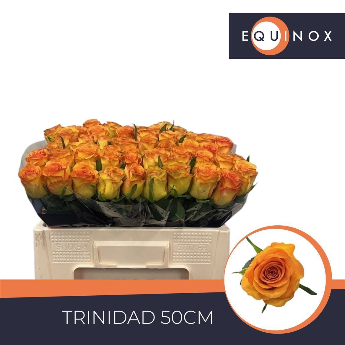 R Gr Trinidad