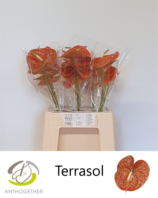 Anthurium Terrasol 8Ø