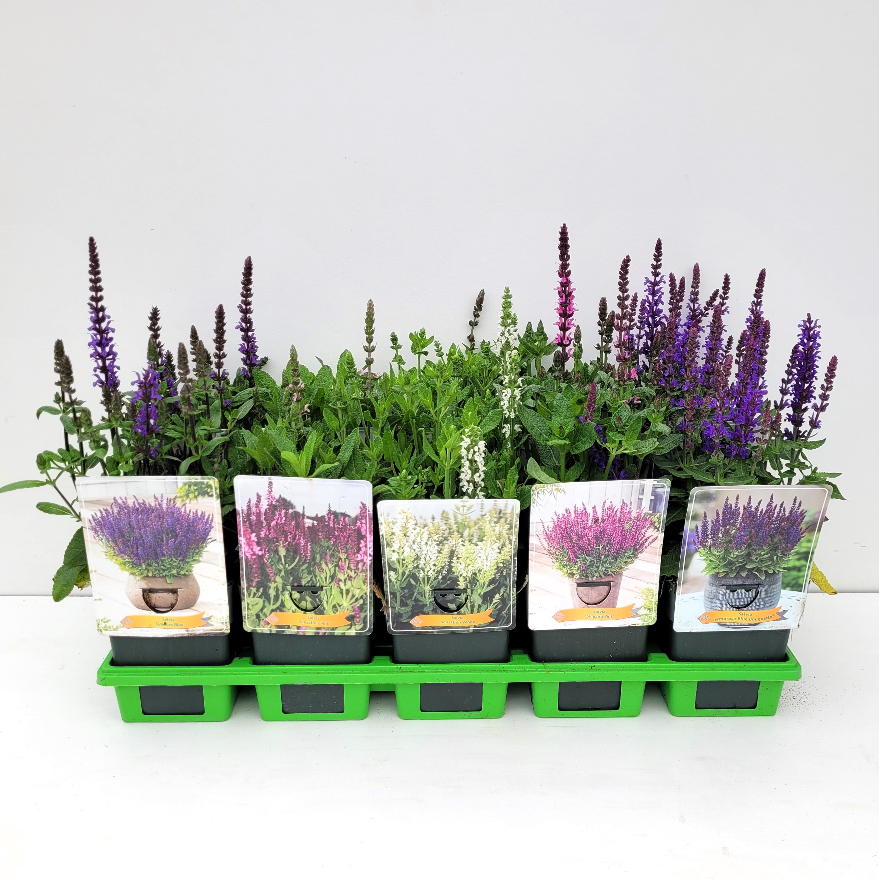 Picture of Salvia mix 6x10 srt. per shelve P11