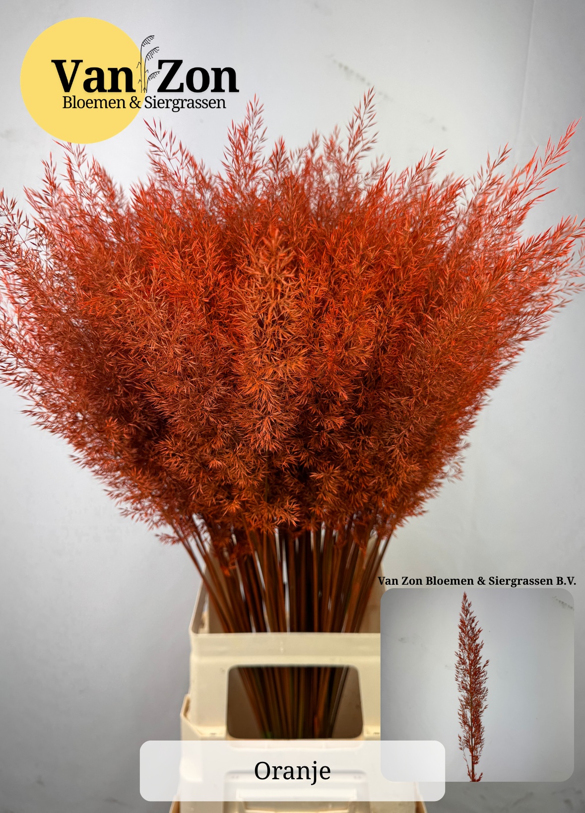 Ornamental Grass Painted (PANICUM)