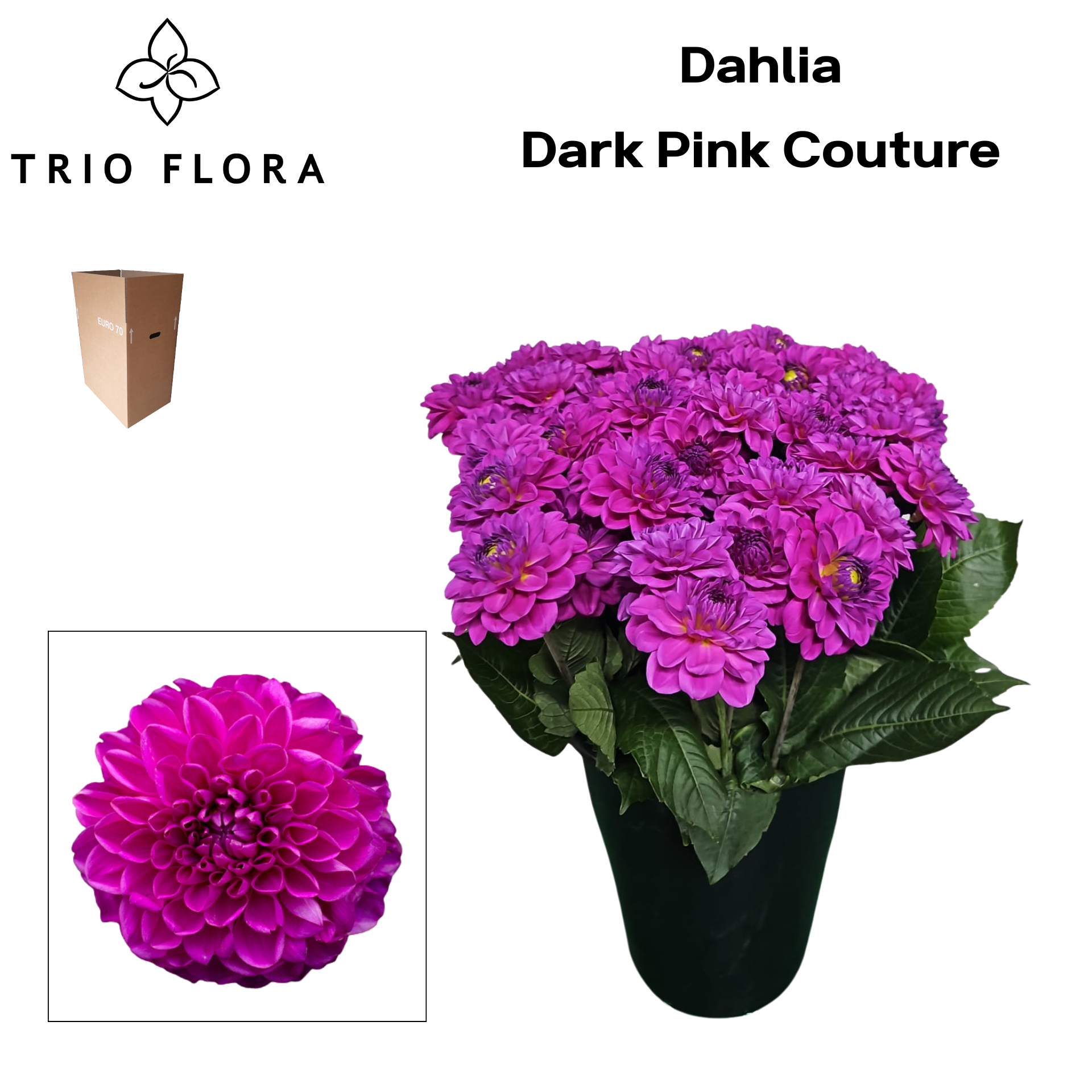 Dahl Dark Pink Couture Aqua Box