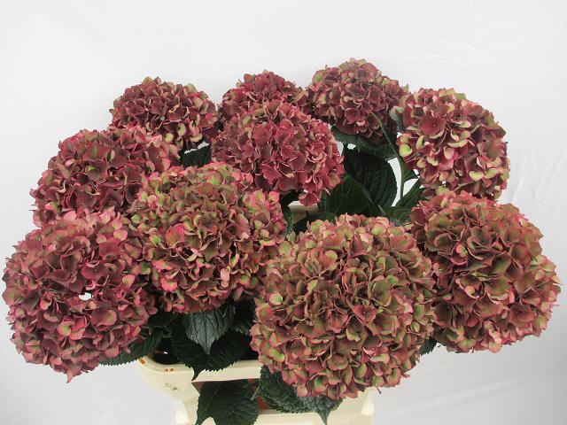 Hydrangea Ruby Red Classic 80cm 18Ø