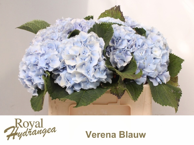 Hydrangea Verena Blue 50cm 17Ø