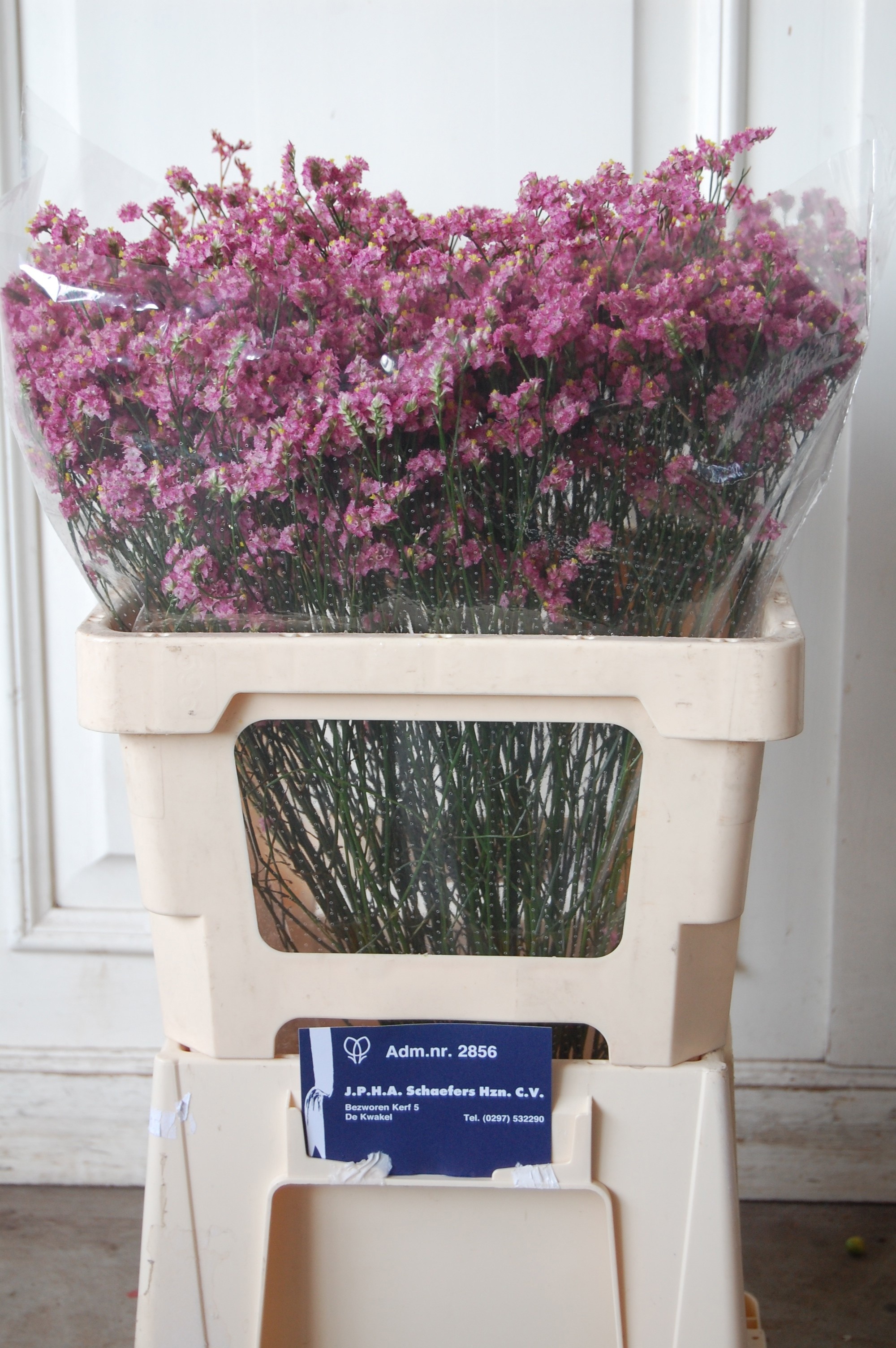 Limonium Sin Anoushka Diamond 50cm 18gram