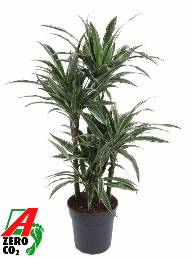 Picture of Dracaena Warneckei 60-carrousel P24 110cm (LOOSE)