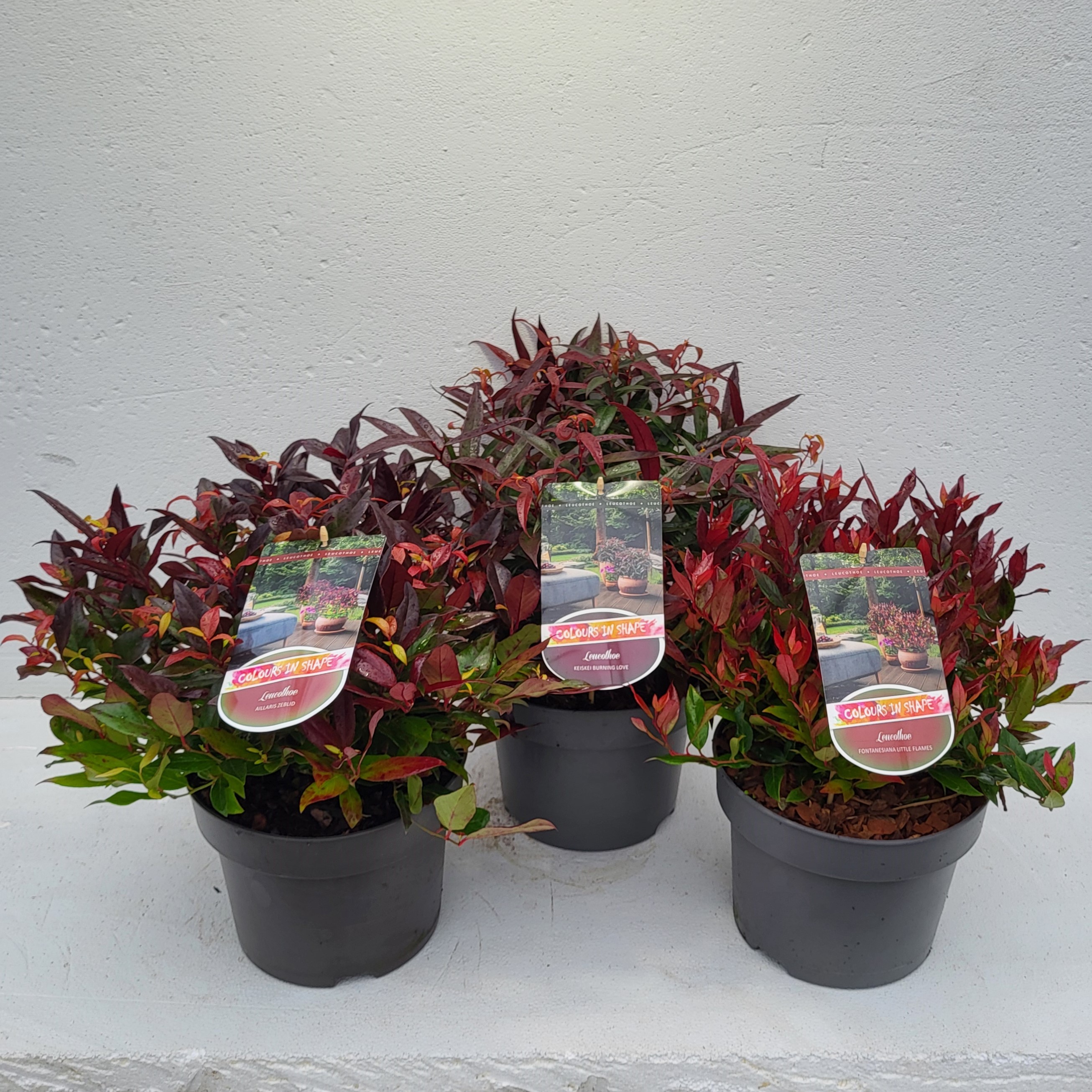 Picture of Leucothoe in varieties P23 (5 Ltr) (LOOSE)