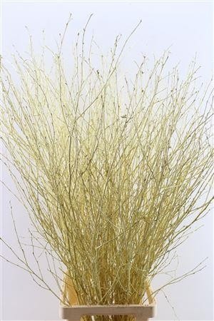 Betula (BIRCH) Painted 120cm