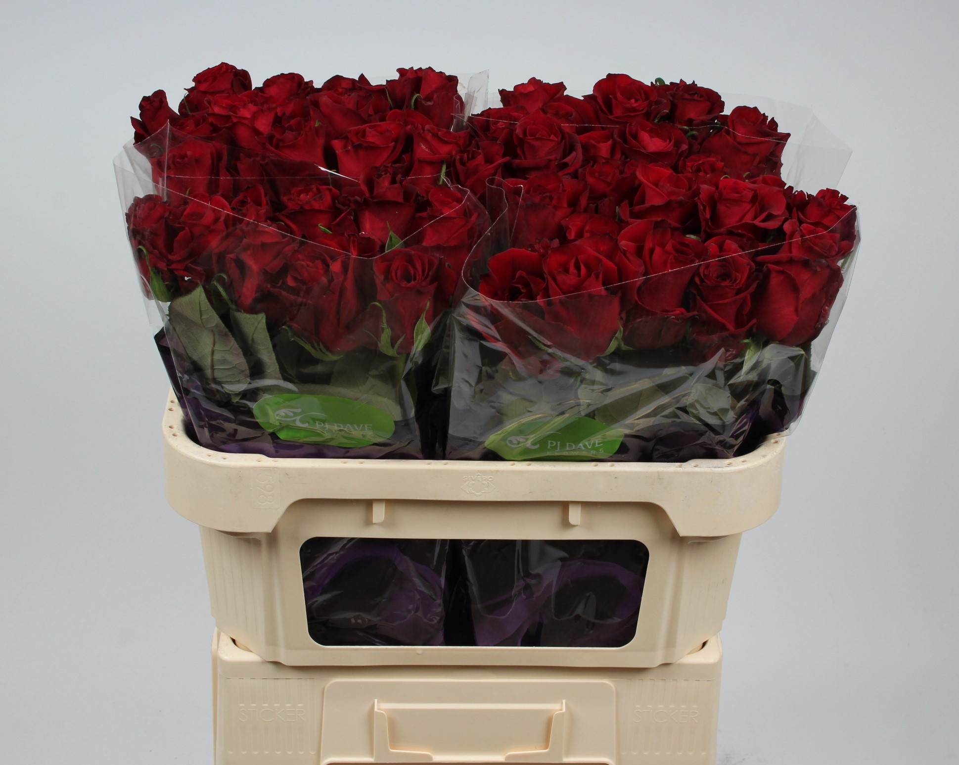 Rosa Ever Red 70cm