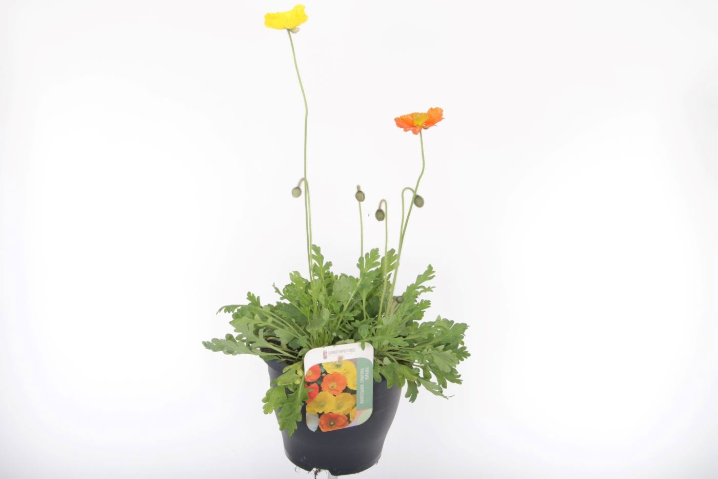 Papaver nudicaule 'Gartenzwerg'